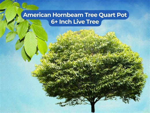 1 American Hornbeam Tree Quart Pot (carpinus Caroliniana) 6  Inch Live Tree - Etsy