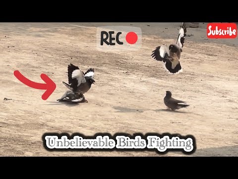 “Real Bird Fight Caught on Video | Loud Bird Sounds & Aggressive Behavior”