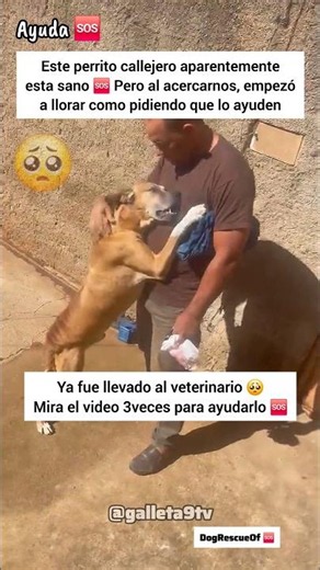 Perrito callejero llora para que lo ayuden.. 🆘️