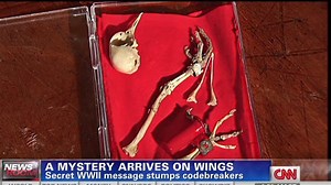 Secret WWII code found on dead bird