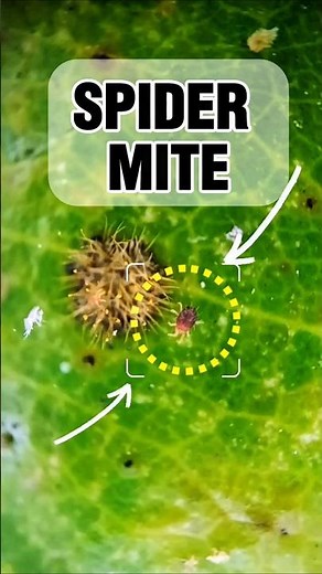 Microscopic View of Spider Mites Crawling on Leaf Surface! #microscope #mites #insects #nature