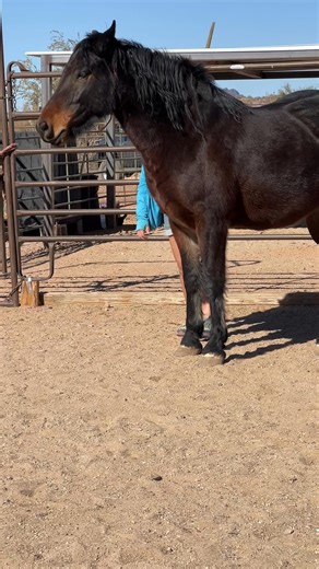Starting body work. I am asking him to move his head away from my hand. | Scout's Trail