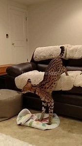 1K views · 126 reactions | I got it! | Tag the African Serval | Facebook