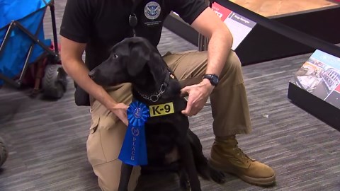 Steeler from Pittsburgh International Airport wins TSA’s Cutest Canine Contest