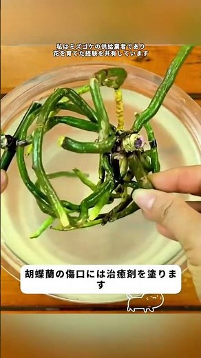 胡蝶蘭の茎を切り取る#園芸 #花 #風景 #クンシラン