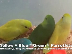 Pacific Parrotlets Sale  www.parrotletbirds.com Will Ship
