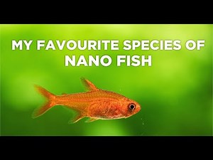 Best FISH for NANO AQUARIUMS - Everything you should know