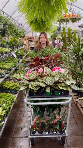 🌿 Our Tropical Greenhouse is bursting with gorgeous new arrivals — from rare and uncommon beauties to your all-time favourite houseplants. Whether you’re a collector or just starting your plant journey, there’s something waiting to come home with you. 🌱✨ Come explore our tropical greenhouse — it’s lush, green, and full of inspiration! 📍Spruce It Up Garden Centre | Calgary’s year-round garden destination #SpruceItUpGardenCentre #YYCGardening #YYCHouseplants #HouseplantHeaven #TropicalVibes #Pl