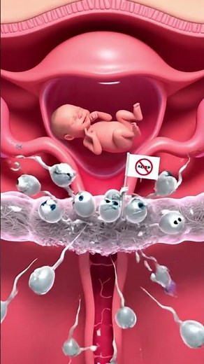 Why Sperm Can’t Enter: Cervical Mucus Plug Explained in 3D