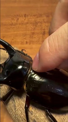 Small To Big Animal Transmation! #shorts