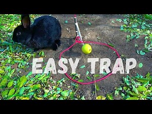 A Very Effective Rabbit Trap Made from Rope and Sticks, Success 100%