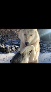 Have you wondered how wolves communicate? Learn from Gisele about wolf communication in a pack. Check out our YouTube for a longer pack update video! | International Wolf Center