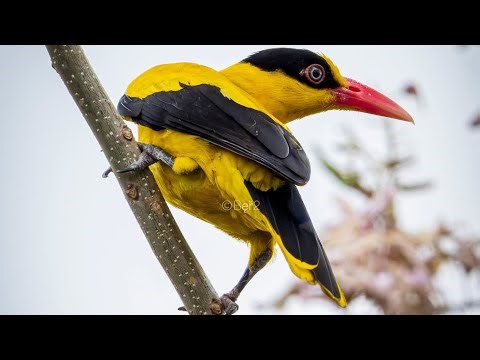 Top 10 Most Beautiful Birds in the World 🌈 | Peaceful Nature Sounds