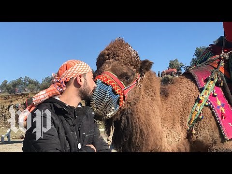 Inside the world of camel wrestling in Turkey