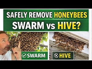 How to Safely Remove Honeybees | Swarm vs Hive (Complete Guide)