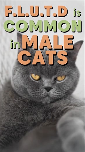 Doc Chi, shares why this FLUTD is often linked to diet and low water intake. Her solution? PetMarra Feline Care (Urinary Variant)! It offers natural ingredients for healthy urine flow. Prevention is easier with PetMarra! Provide your furry companion the BEST NUTRITION FOR A LIFETIME! 💚🤎 💰Cash on Delivery 🎫 Voucher 🏬 Shopee Mall 📦 Easy Returns Shop here 👇 🛒Shopee: https://shope.ee/6UxYmlsScS 🛒Lazada: https://bit.ly/48PeV77 🛒TikTok: https://vt.tiktok.com/ZMMKX2F1M #PetMarra #iLovePetMarr
