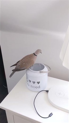 When petdove Skippy thinks a bunch of fairylights are perfect to add to his nest! He needs them!