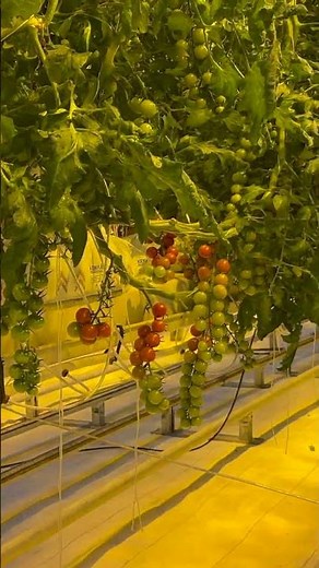 Fridheimar, a greenhouse tomato farm in Iceland