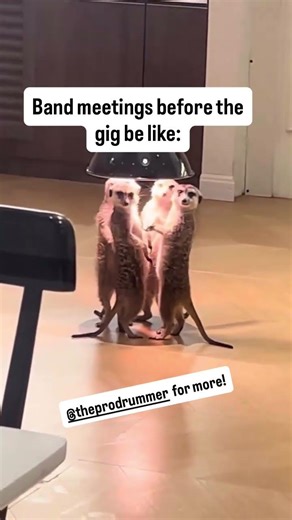Band Meeting! #drums #livemusic #funny #funnyanimals #guitar #bass #band #music #musician