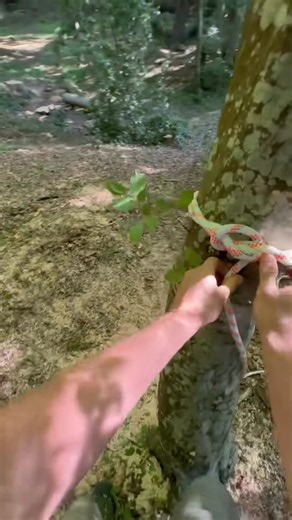 Fast timber hitch #outdoorwork #skills #woodscraft #climbing #woodwork #knot #rigging #rescue | ARoberto Frank