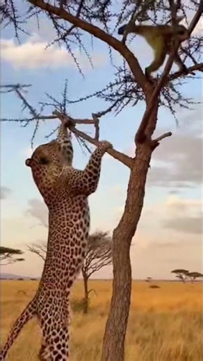 Monkey fights back against leopard.