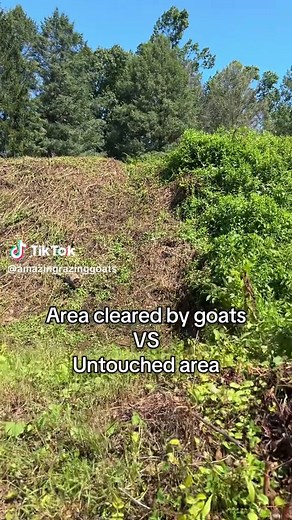 amazingrazinggoats on TikTok