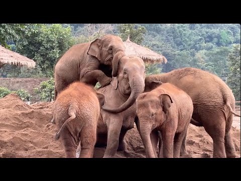 Joyful Moments at Elephant Nature Park! - ElephantNews