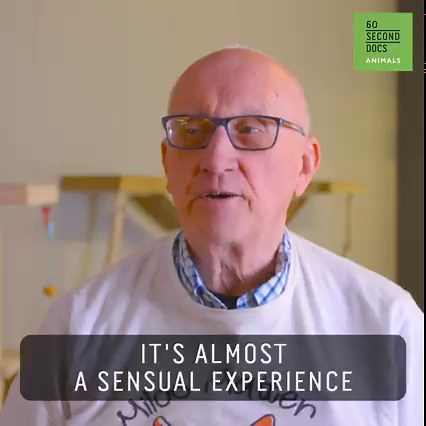 His job is sleeping with cats. #pets #cats #animals #cute #catcafe #animalshelter #animals #kitten #reelsvideo | 60 Second Docs Presents