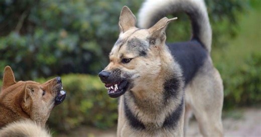 Así es el modus operandi de los "monta peleas" con perros para extorsionar personas