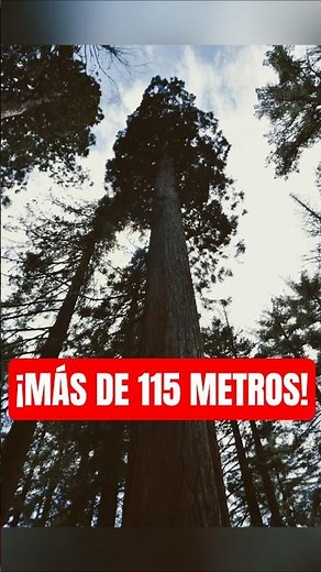 The Tallest Tree in the World 🌲😱
