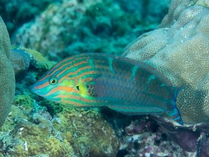 Melanurus Wrasse Care (The Complete Guide For 2020)