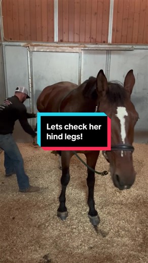 Alright, let’s check her hind legs! This mare is a BIG dressage horse. regular Chiropractic care keeps her in top shape, and performing at her best! #SportHorseChiropractic #StretchingExercisesForHorses