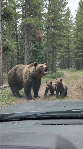 Grizzly Bear Standing Tall Against Tree