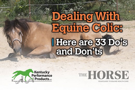 Dealing With Equine Colic: Here are 33 Do’s and Don’ts