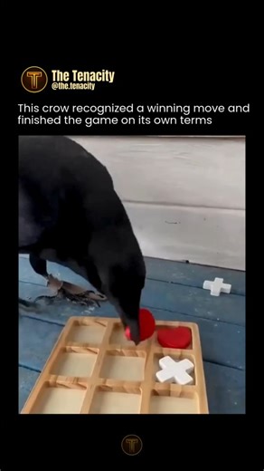 Tenacity | News | Facts | Wisdom on Instagram: "A crow sits across from a human, studies the board, and plays tic-tac-toe using its beak. It places its pieces deliberately, follows the rules, and completes a perfect line of three. The game ends. The crow wins. 🟥❌🐦 What makes this moment special isn’t just the outcome. It’s the process. Crows belong to the corvid family, a group known for advanced problem-solving, memory, and learning through observation. With training and rewards, they can pla