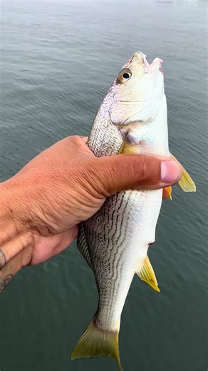 Capturing Croakers on a Metal Micro Jig