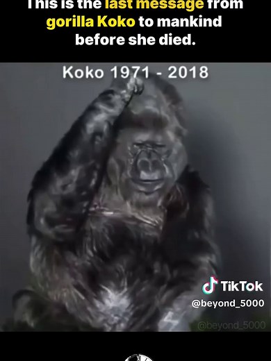 Koko the Gorilla: A Unique Bridge Between Species