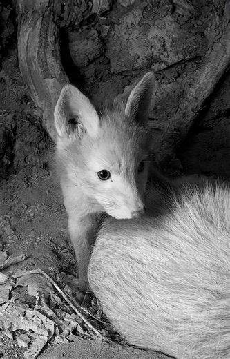 Secret world of a vixen and her cubs inside their den #fox | Robert E Fuller