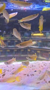 Gold panchax 😊 | Pier Aquatics