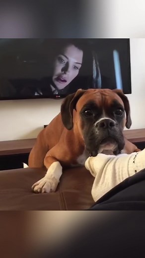 Hilarious Boxer Dog Moments to Brighten Your Day