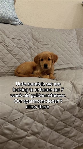 Rehoming Our 7-Week-Old Golden Retriever