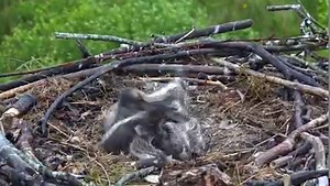 Bore da The chick aggression video we posted last week garnered a huge amount of reaction. One week on, the chicks are still at it 🥊🥊🥊 This video explains the role of aggression-type interactions in osprey chicks... | Dyfi Osprey Project