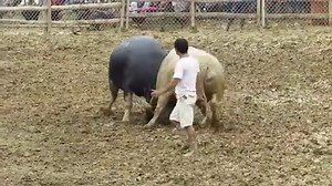 Buffalo fighting festival|Buffalo fighting skills|Festival de combat de Buffalo | Compétences de com