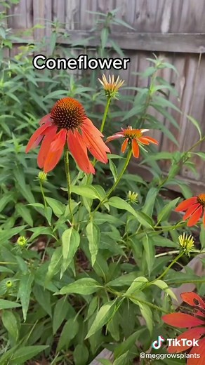 Beneficial Insects: The Ultimate Garden Pest Control Solution