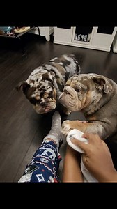 Cleaning & Treating Barkley’s interdigital cyst tonight. I’ve got to figure out what’s causing them? 😩 | Tabitha Jefferson Moore