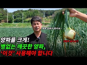 양파 심기, 양파 심는 방법, 심는 시기, 수확 시기, 재배 기간, 양파 비료