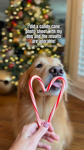 Try this easy and adorable holiday photo shoot. 📸🐶🎄 Grab a couple candy canes, some xylitol-free peanut butter, and your dog! You will get the cutest candy canes heart pose photos ever! 👌🏼🥰 Here’s how I did it ✨Kept the candy canes wrapped and hot-glued them into a heart ✨Added a little peanut butter to the back so my dog would lick ✨Held it up to my dog’s mouth and snapped photos on my iPhone in portrait mode. ✨Just want to note this is inspired by the many accounts I follow who did this 