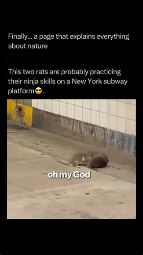 Nature Animals Plants Geography on Instagram: "Follow @explainingthewild for the best nature, animal, planet, and geography content When you see rats “boxing” on a subway platform, you are watching a complex social interaction called a dominance display. Even though it looks like a ninja movie, these rats are using their powerful hind legs to balance while using their front paws to push and shove, which is a way of deciding who is the “boss” without anyone getting seriously hurt. Rats have an am