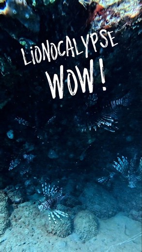 That’s what happens when you don’t hunt Lionfish enough! Things get pretty crazy. These are an invasive species that spread like literal wildfire. This is the lionocalypse… wow. Full length movie! #dominica #thenatureisland #lionfishextermination #nonprofitorganization #fortyounghotel | Lionfish Extermination Corp