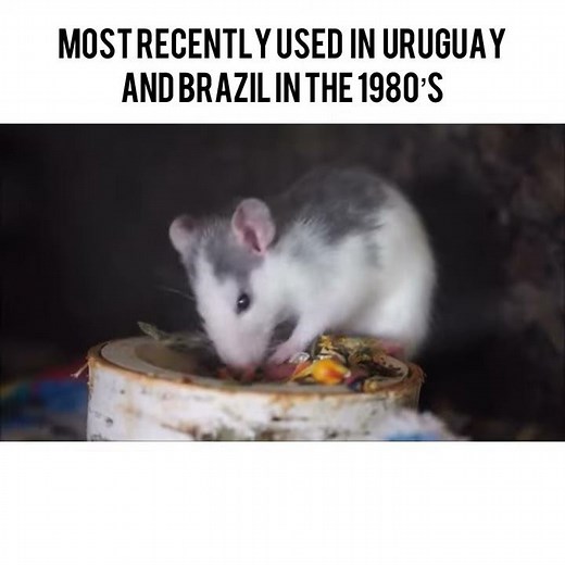 Death by Rat Torture